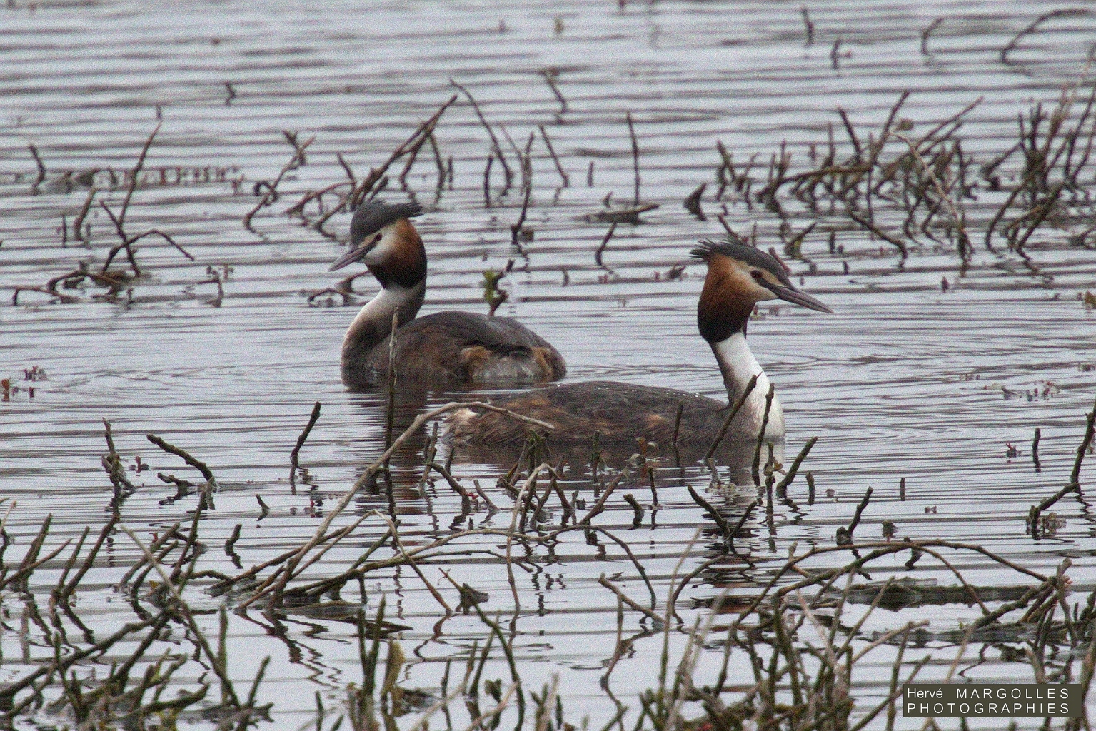 Grebe huppe-01.jpg